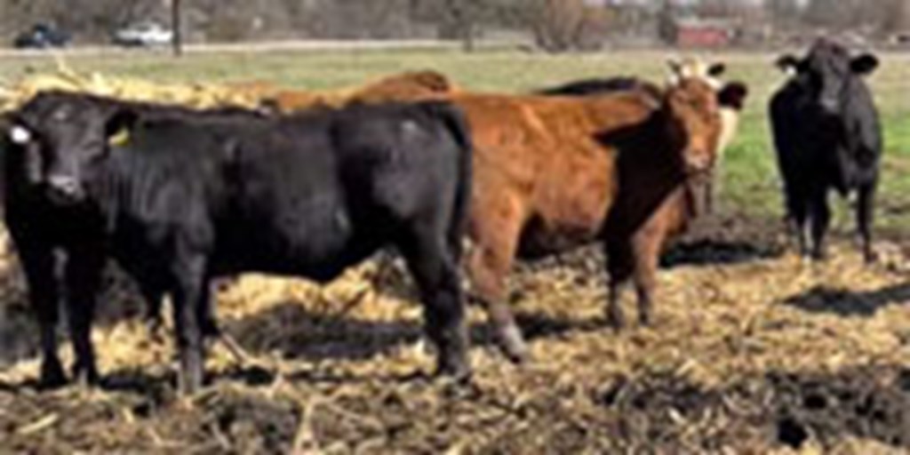 20 Brangus & Mixed Breed Bred Heifers... North TX