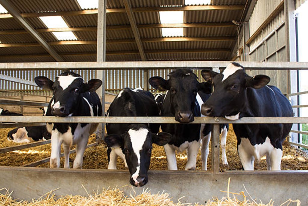 Supply of Dairy Heifers Shrinks as More Dairy Cows are Bred to Beef Bulls