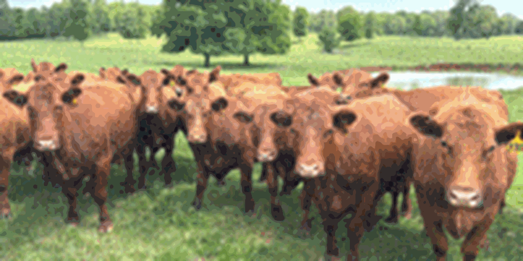 130	Red Angus Cows... Northeast AR