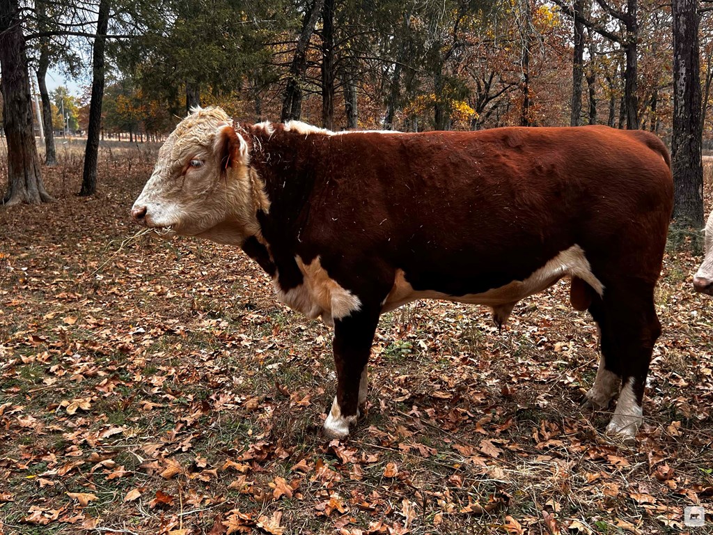 Cattle Range Listing Photo