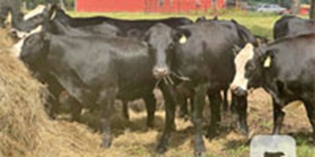 15 Angus Rep. Heifers... Central MS