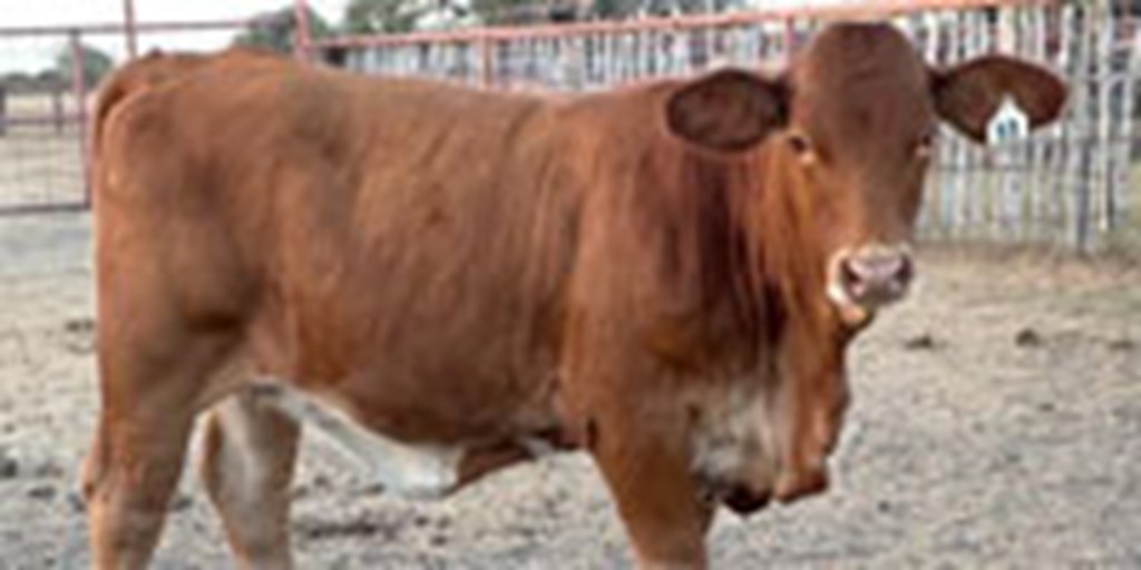 6 Beefmaster Rep. Heifers... South TX