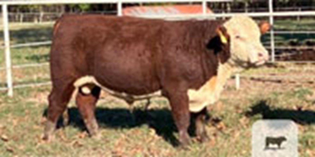 3 Reg. Hereford Bulls... Southeast AR