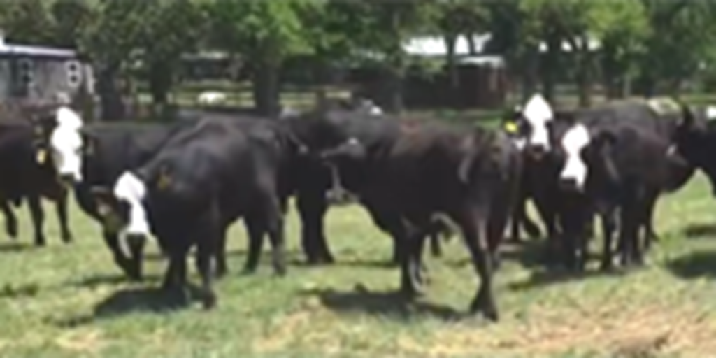 26 Brangus 'Super Baldy' Bred Heifers... North TX