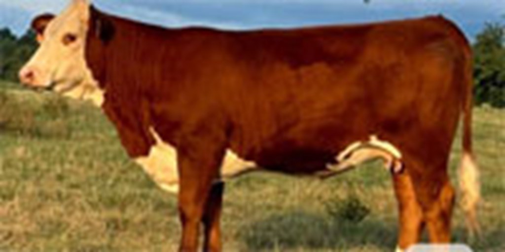 13 Reg. Hereford Bred Heifers... E. Central OK