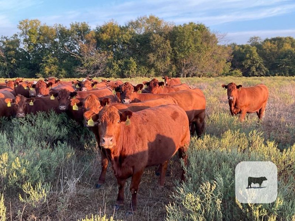 Cattle Range Listing Photo