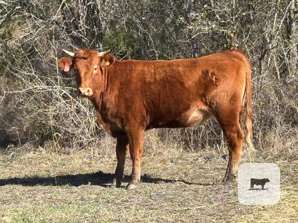 Cattle Range Listing Photo