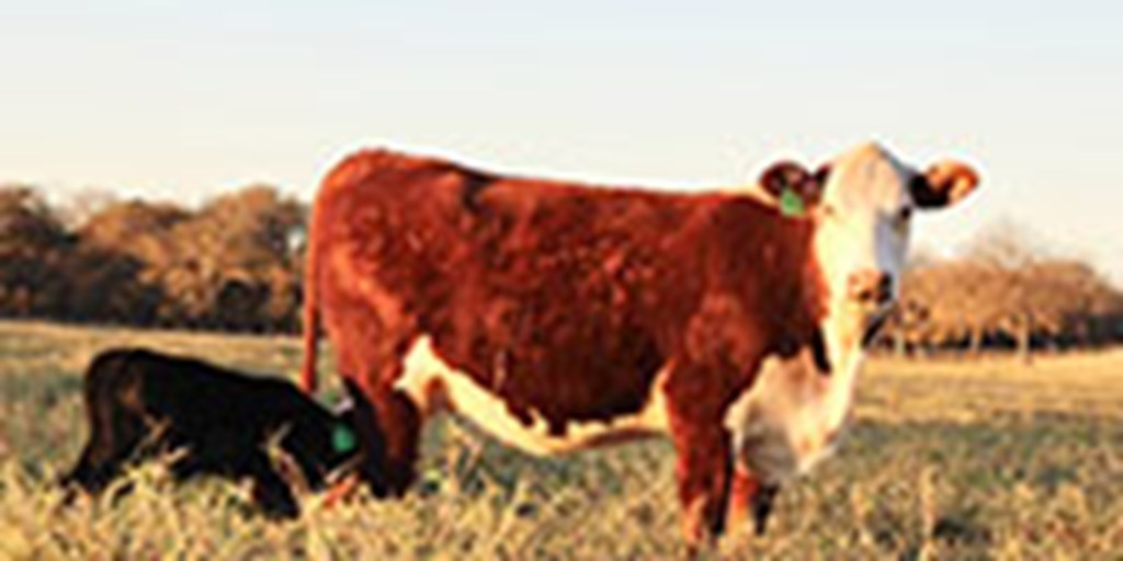 4 Hereford Bred Heifers... Central TX