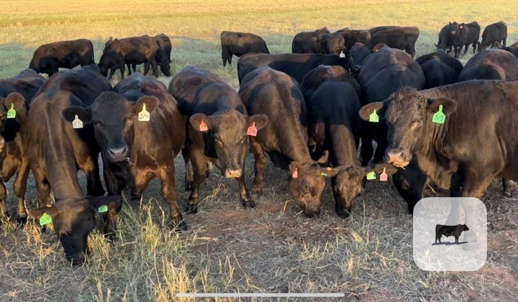 Cattle Range Listing Photo