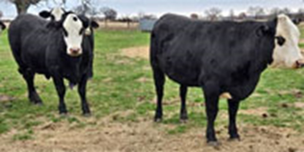 13 Brangus 'Super Baldy' Bred Heifers w/ 1+ Calves... N. Central TX