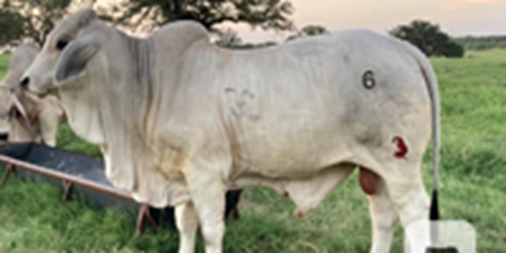 2 Reg. Brahman Bulls... S. Central TX