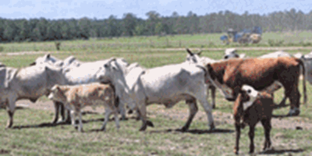 48 Brahman Cows w/ 18+ Calves... Northern FL