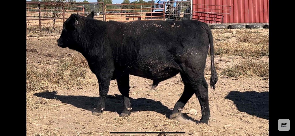 Cattle Range Listing Photo