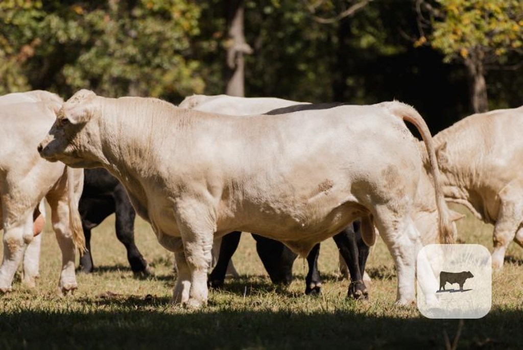 Cattle Range Listing Photo