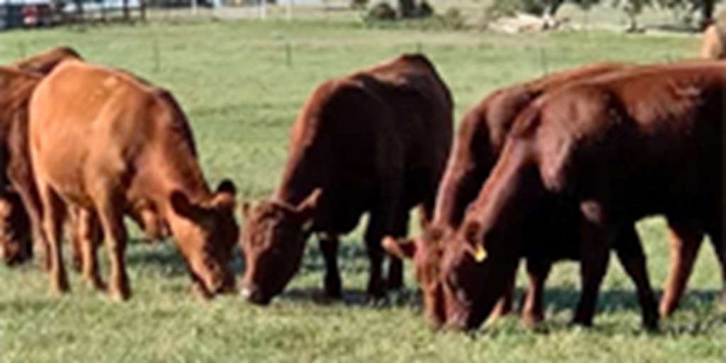 46 Red Angus Bred Heifers... S. Central OK