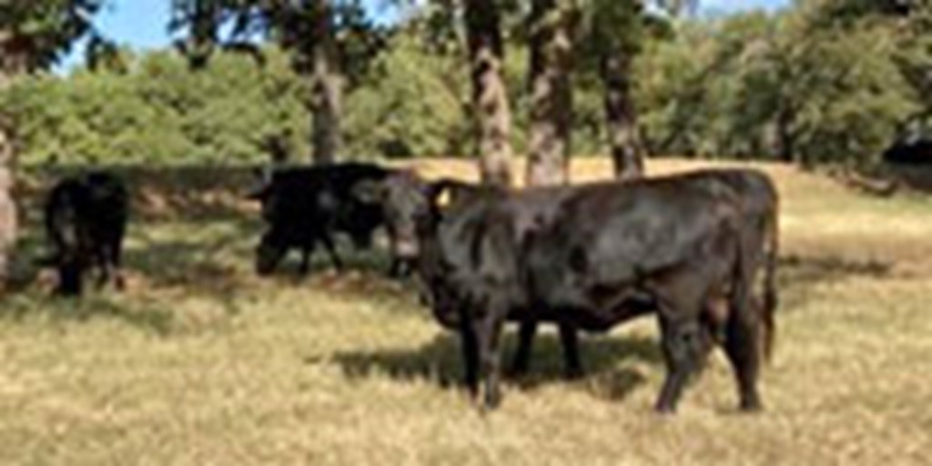 26 Angus/Brangus Bred Heifers... N. Central TX