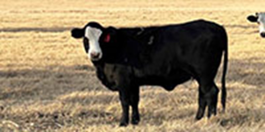 5 Angus Cross "BWF" Bred Heifers... Northeast OK