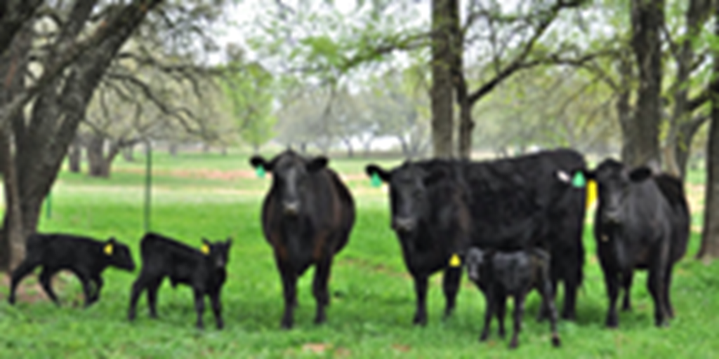 3 Angus 1st-Calf Pairs... Central TX