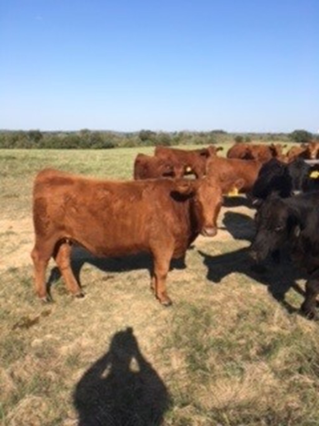 Cattle Range Listing Photo