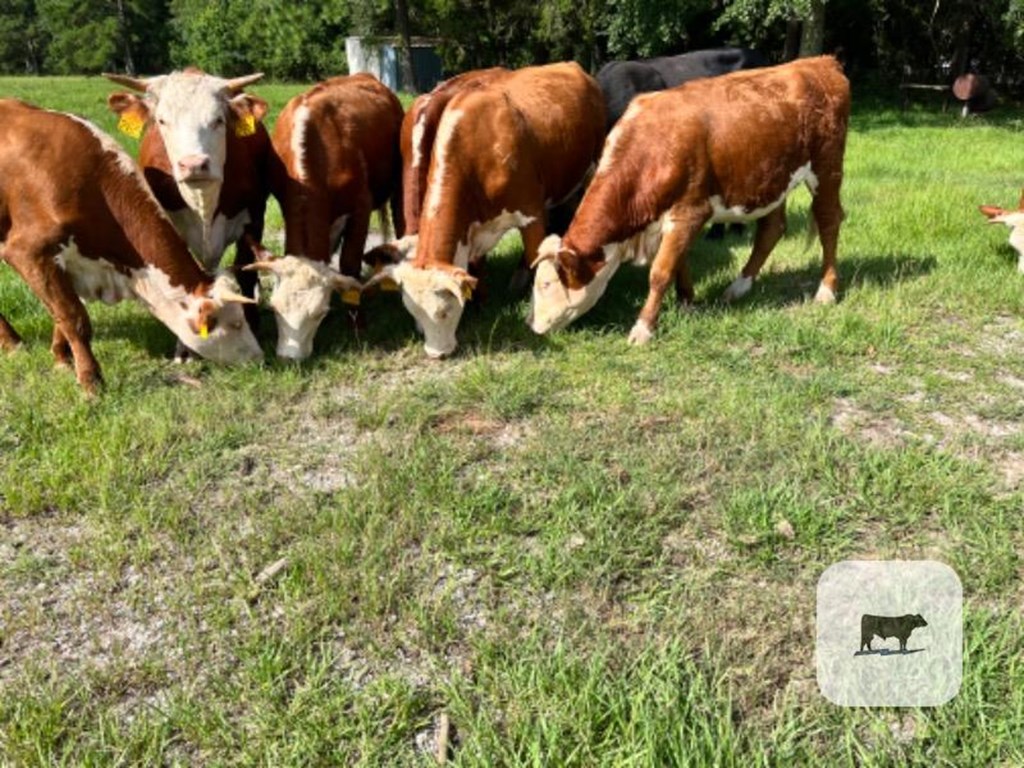 Cattle Range Listing Photo