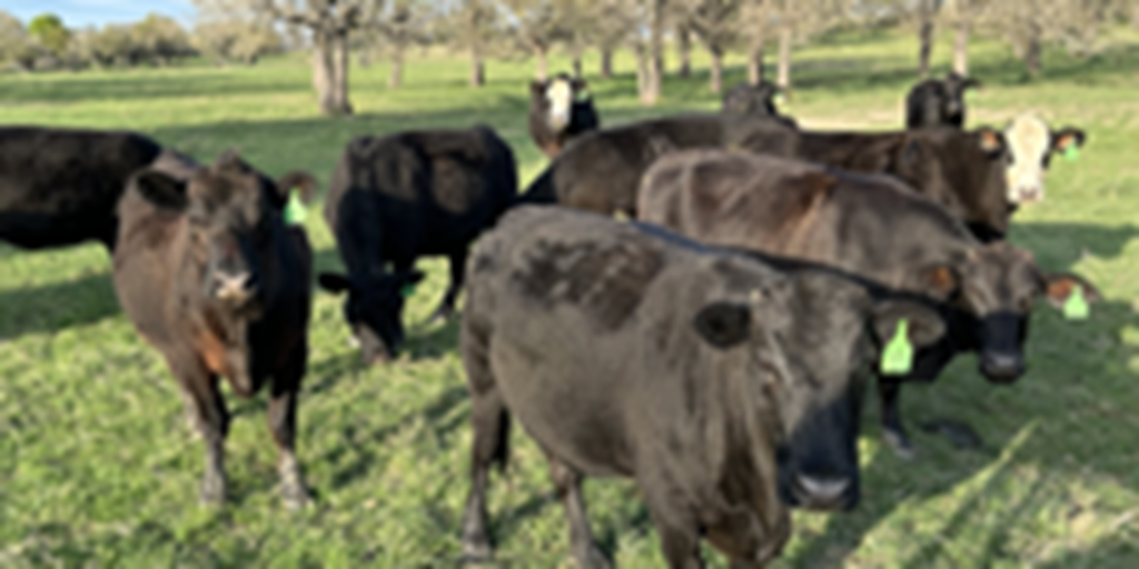 14 Angus Plus Cows... Central TX