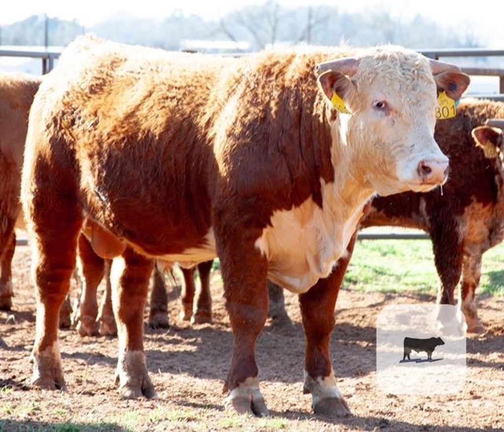 Cattle Range Listing Photo