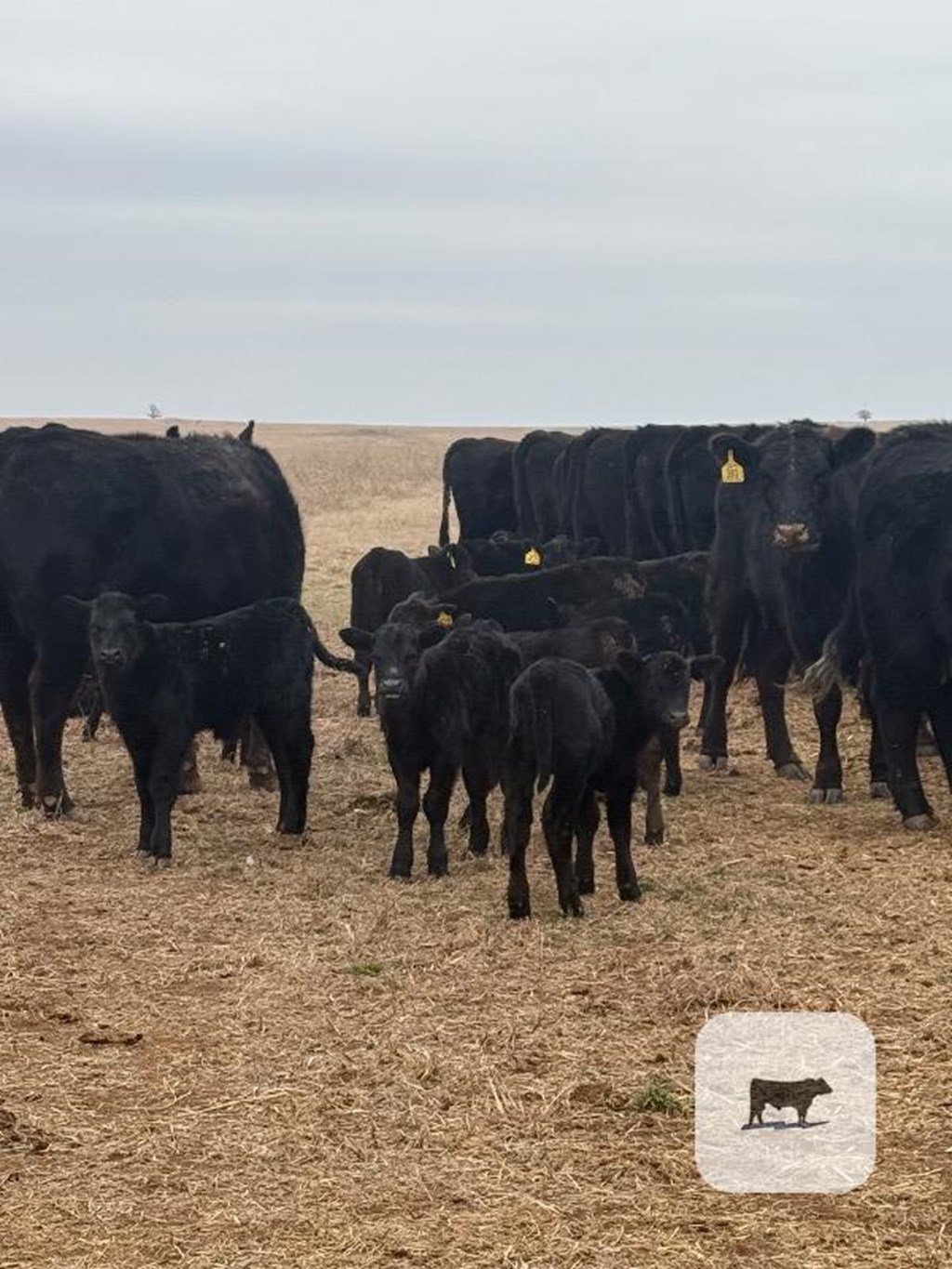 Cattle Range Listing Photo