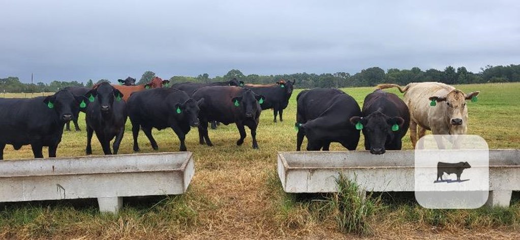 Cattle Range Listing Photo