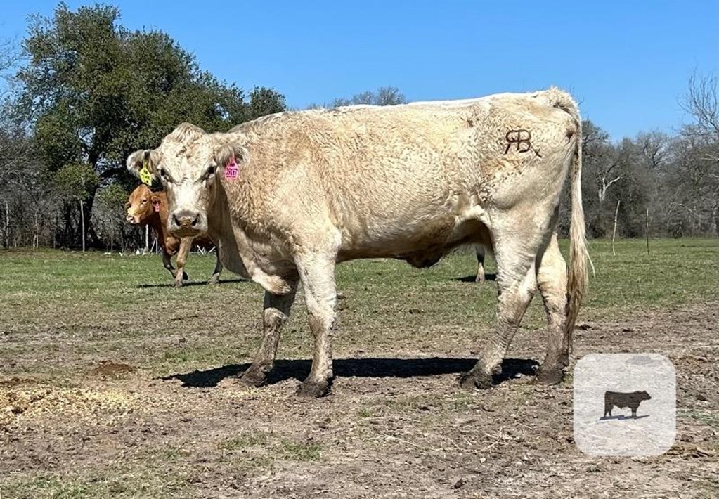 40 Beefmaster, Charolais Cross, Red Brangus and Crossbred Cows ...