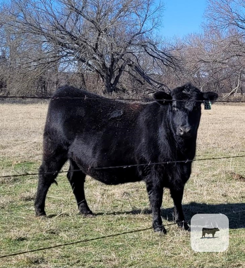 Cattle Range Listing Photo