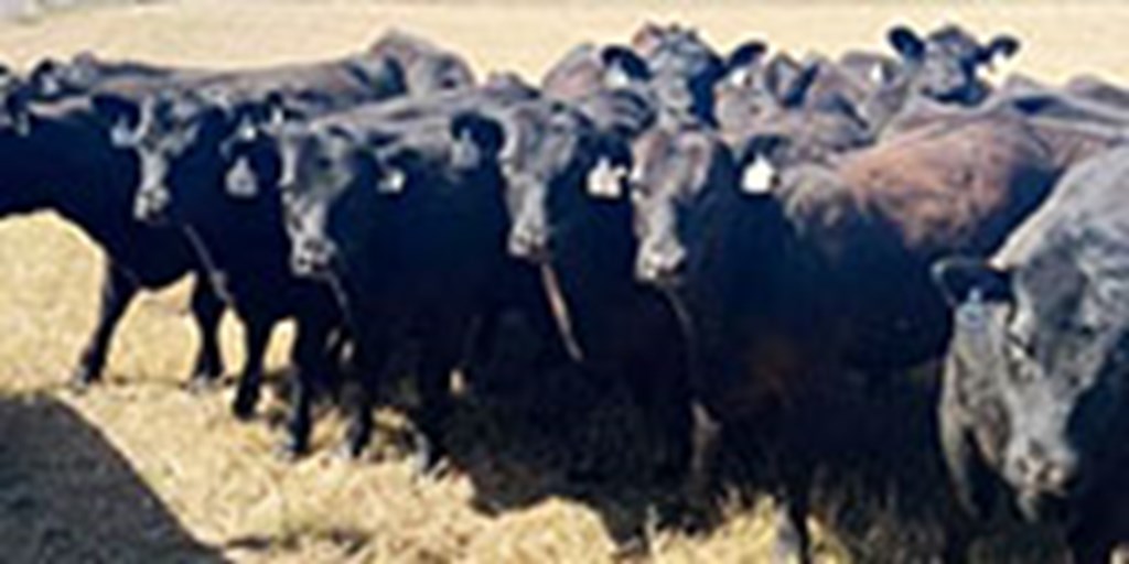 53 Reg. Angus Rep. Heifers... N. Central TX