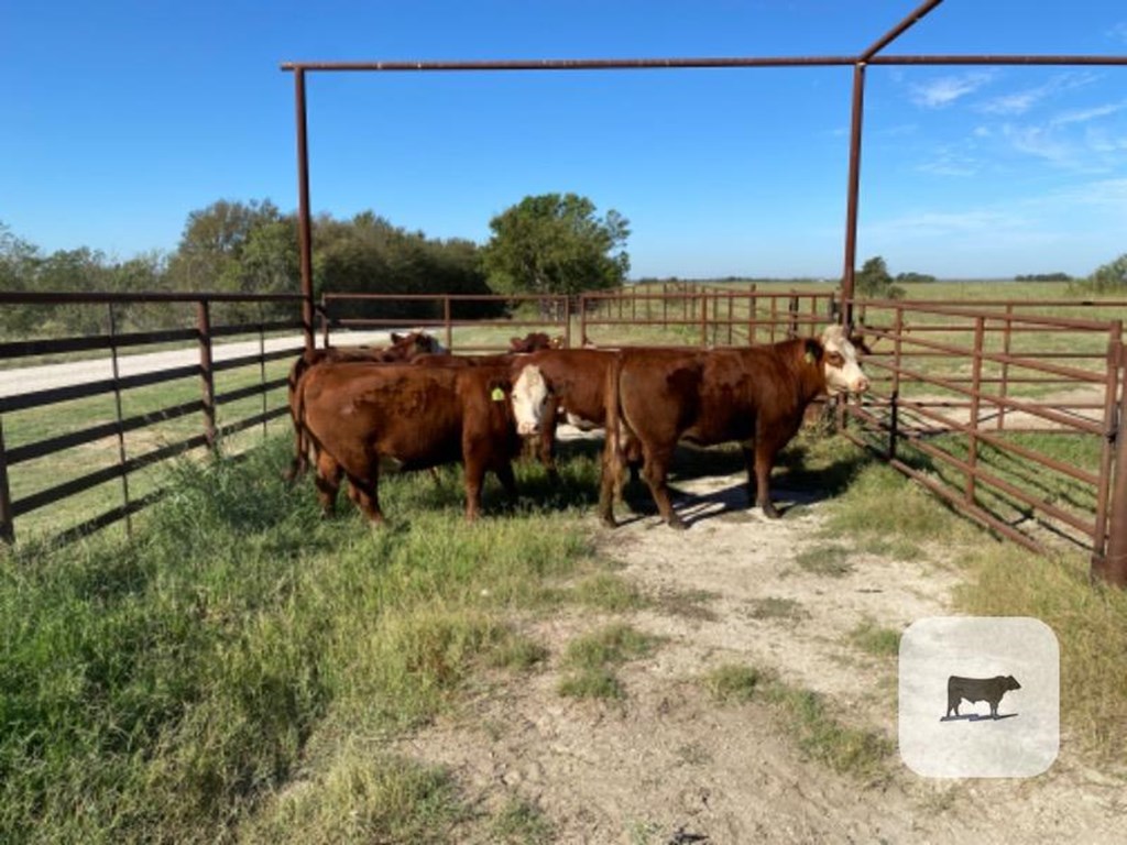 Cattle Range Listing Photo