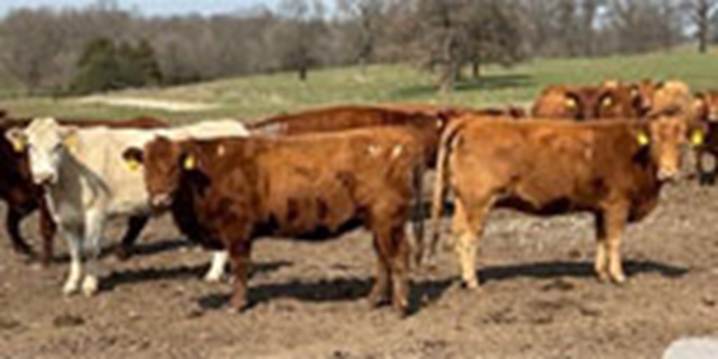 40 Red Angus, RWF, & Charolais Cross Cows... Southwest MO