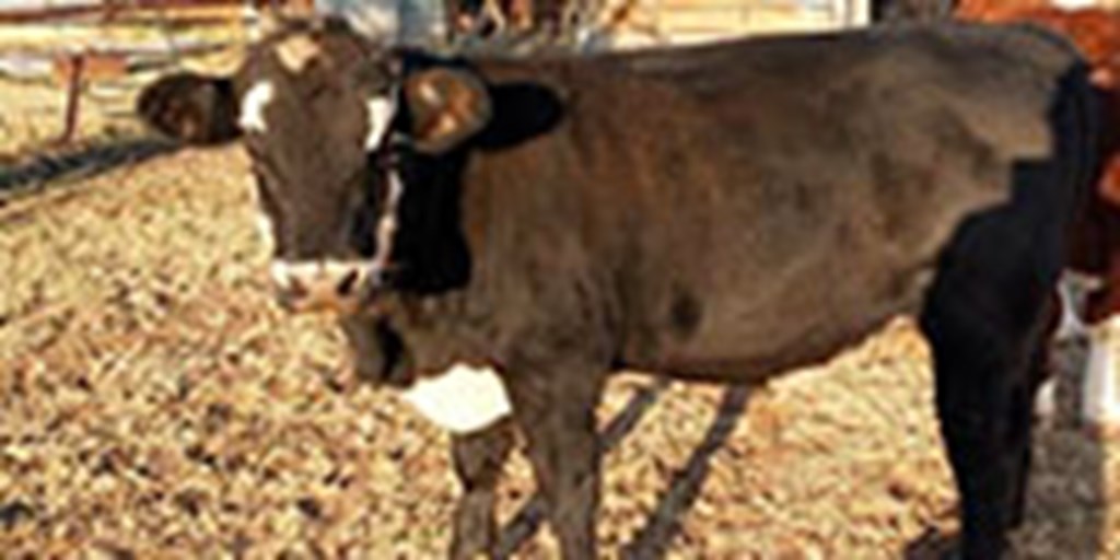 1 Angus Cross "BWF" Bull... North TX