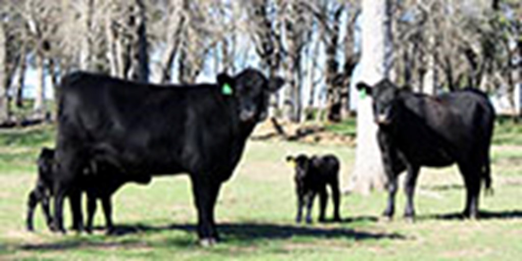 6 Angus 1st-Calf Pairs... Central TX