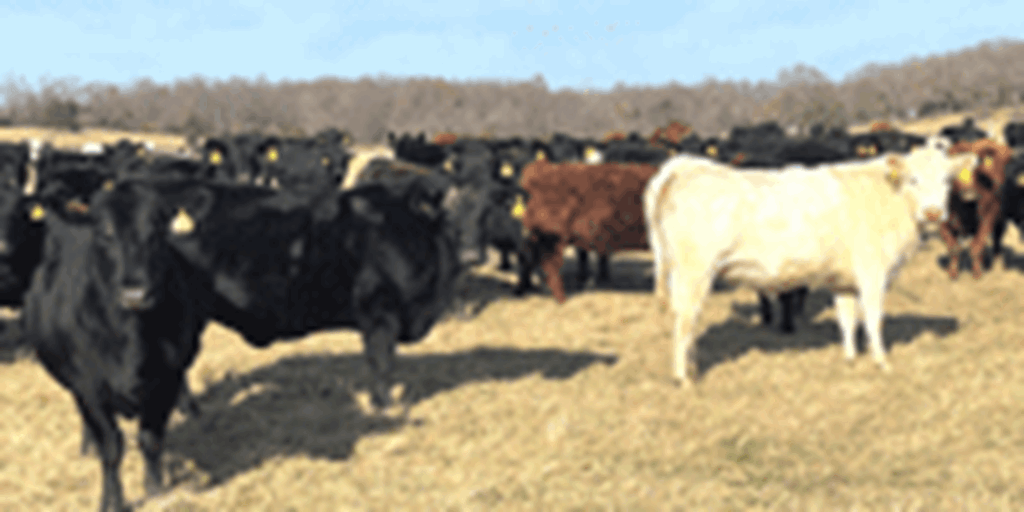 40 Angus, BWF, Red Angus, RWF, & Charolais Cross Cows... Southwest MO