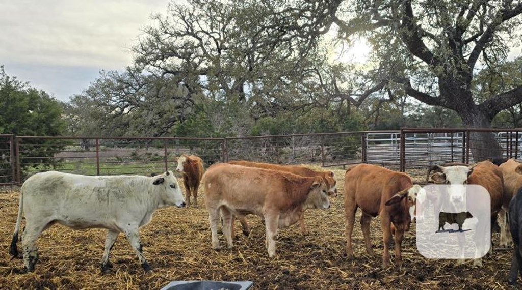 Cattle Range Listing Photo