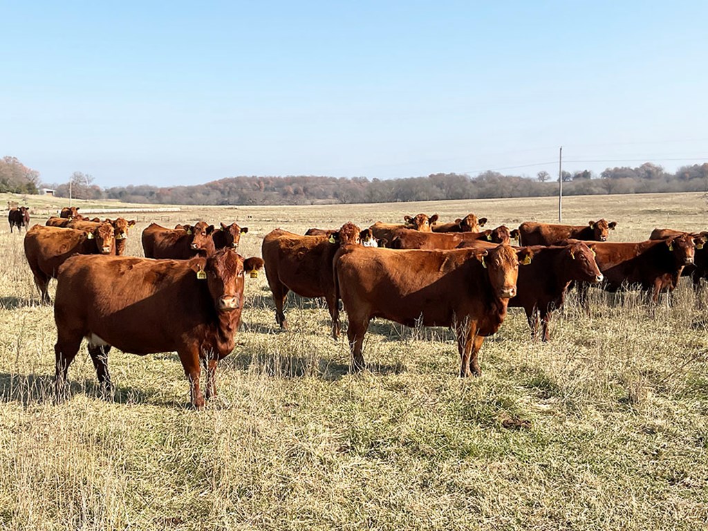 Plan Now to Maximize Cow Profits in 2025