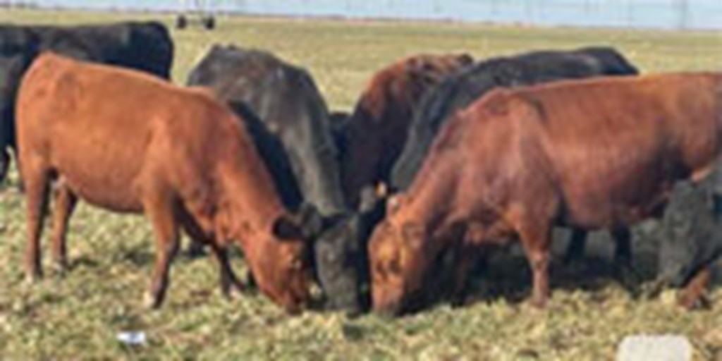 80 Angus, Red Angus & Charolais Cross Pairs... W. Central TX