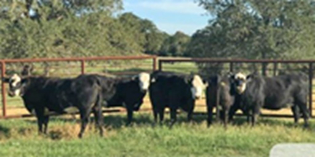 6 Angus 'BWF' Bred Heifers... Central TX