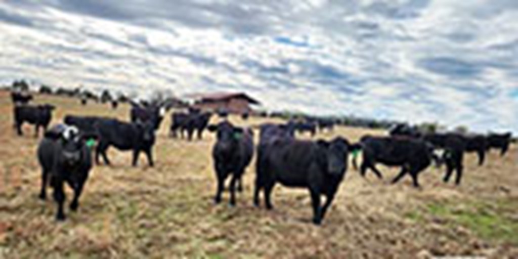 70 Angus & BWF Cows w/ 3+ Calves... Central AR