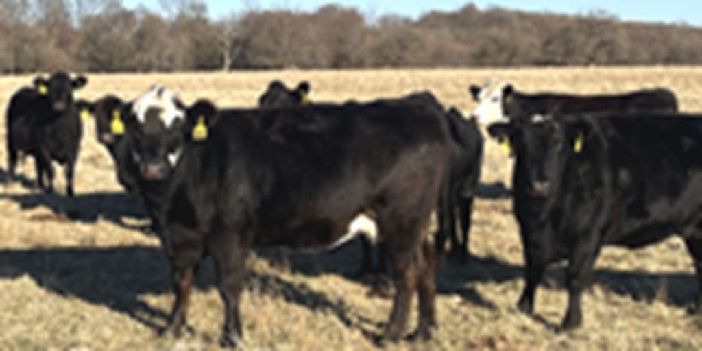 91 Angus & BWF Cows... Southwest MO
