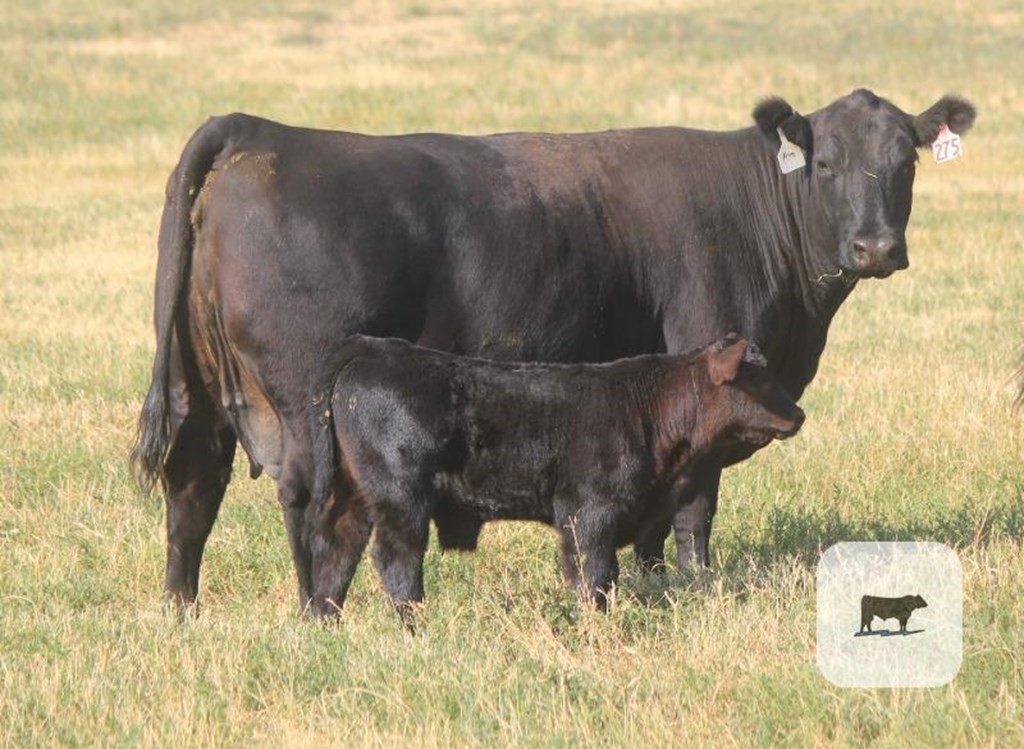 Cow-Calf Profit Margins Move Higher