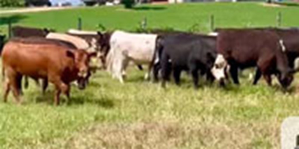 50 Angus, Angus Cross, Charolais & Charolais Cross Stocker Heifers... Central TX