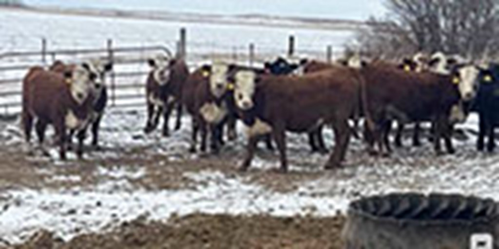 47 Hereford & RWF Bred Heifers... S Central ND