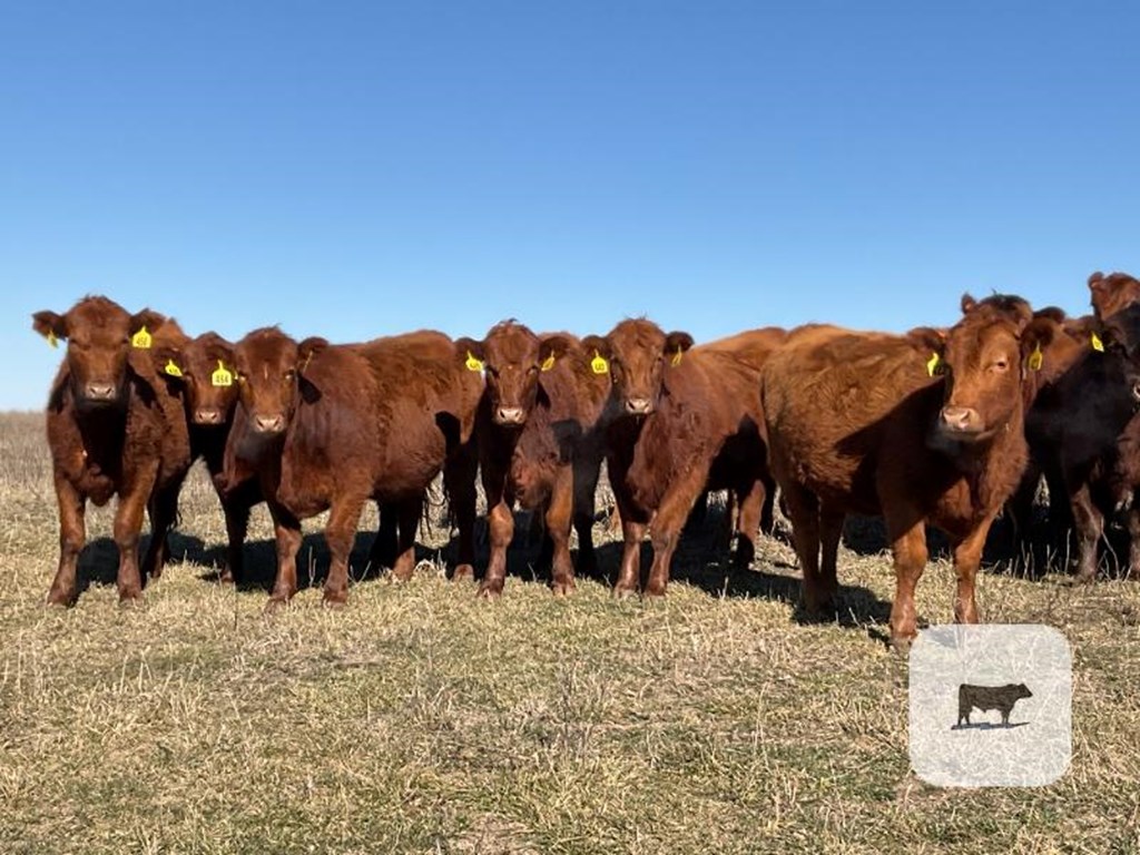 Cattle Range Listing Photo