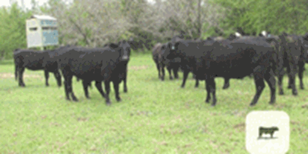 39 Angus & Angus Cross Cows... North TX