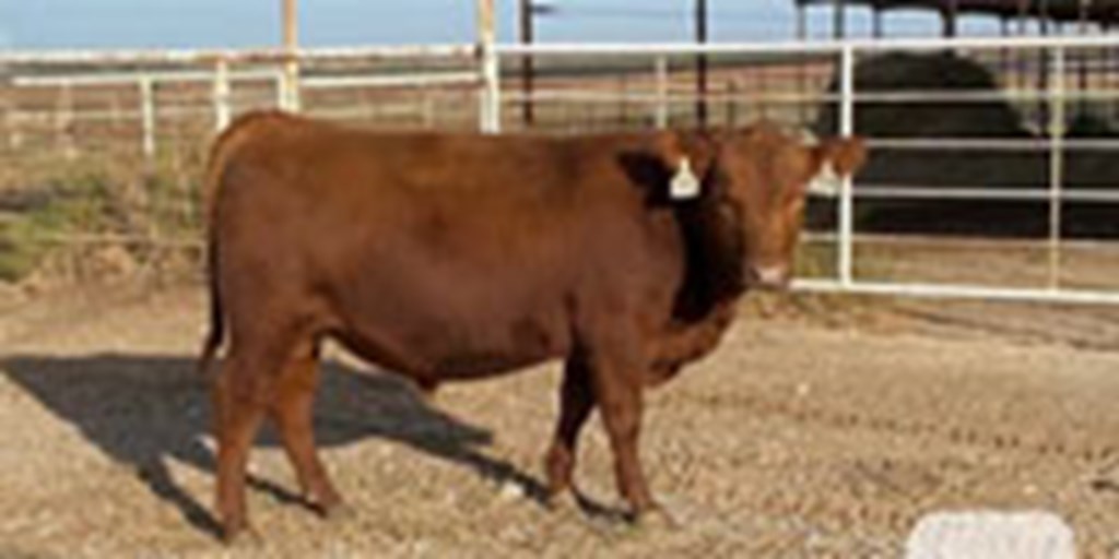 50 Reg. Red Angus Bulls... North TX