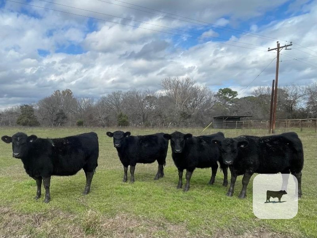 Cattle Range Listing Photo