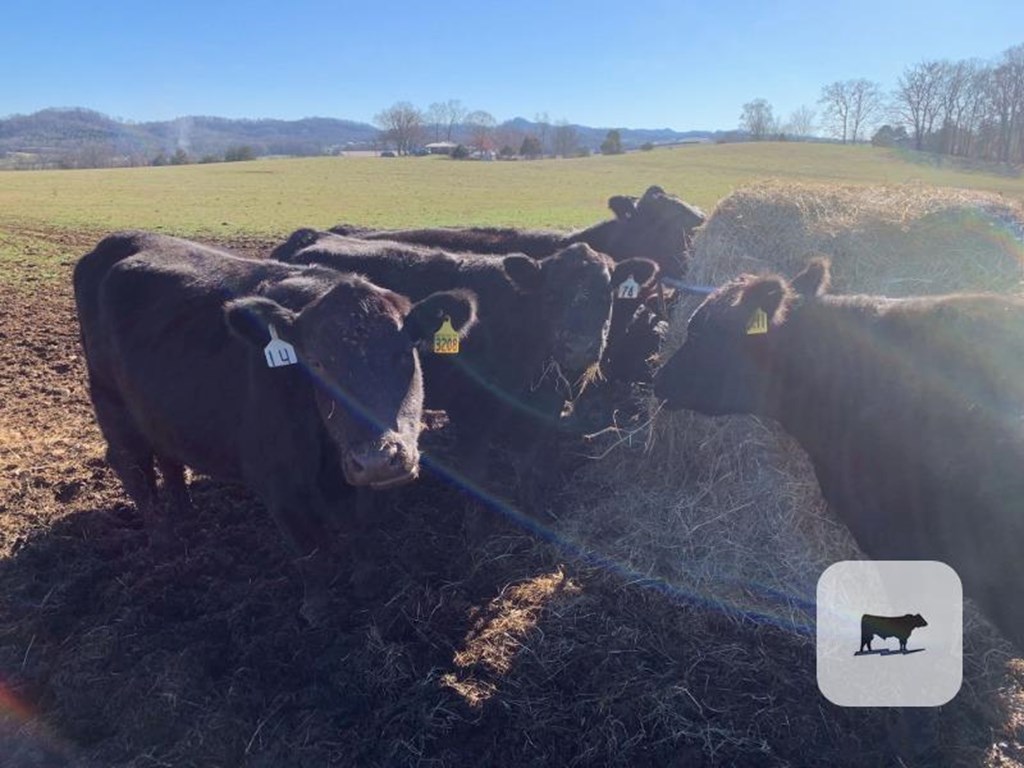 Cattle Range Listing Photo